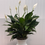 Thumbnail: Peace Lily