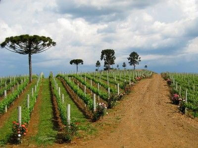 O Planalto Catarinense