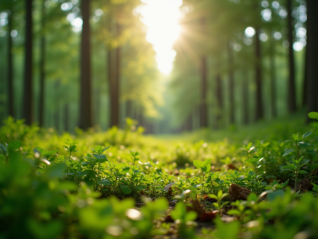 The Importance of Sustainable Living in Today's World