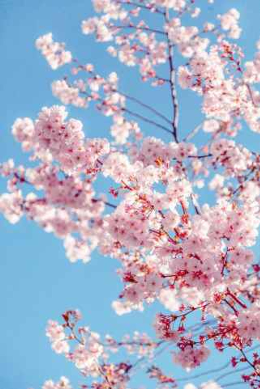 sakura tree
