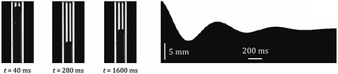 Capillary descent.png