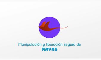 rayas manipulación.png