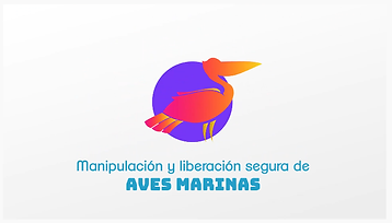 Aves marinas manipulación.png