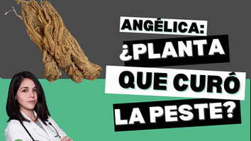 Angélica Sinensis - Plantas Medicinales de la A a la Z