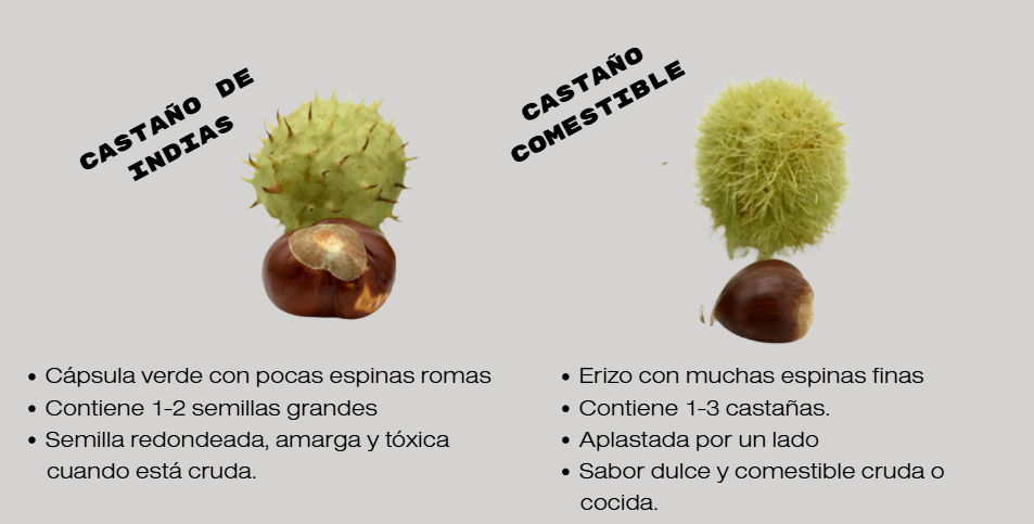 Diferencias entre los frutos del Castaño de Indias y el Castaño comestible