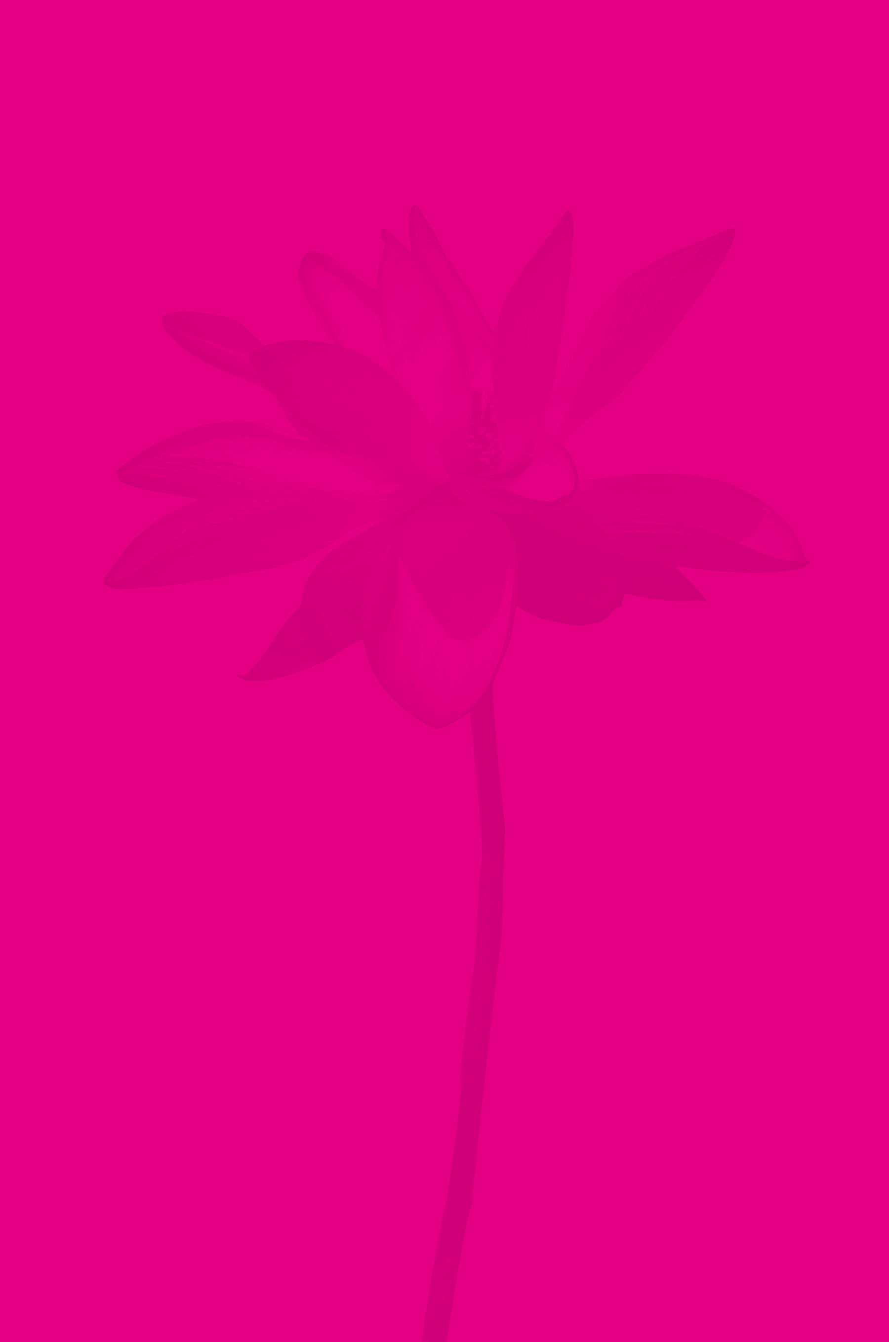 Flower-2-for-Giff.gif