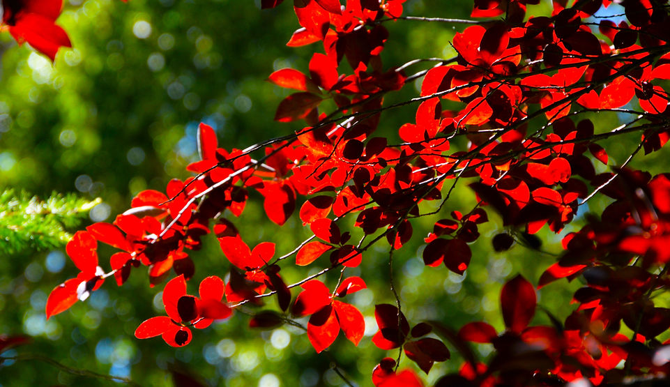 A play of shadow and light through red leaves.
