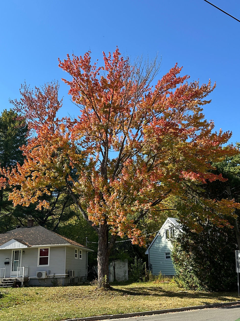 St. Thomas University