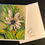 Thumbnail: Blue Disc African Daisy