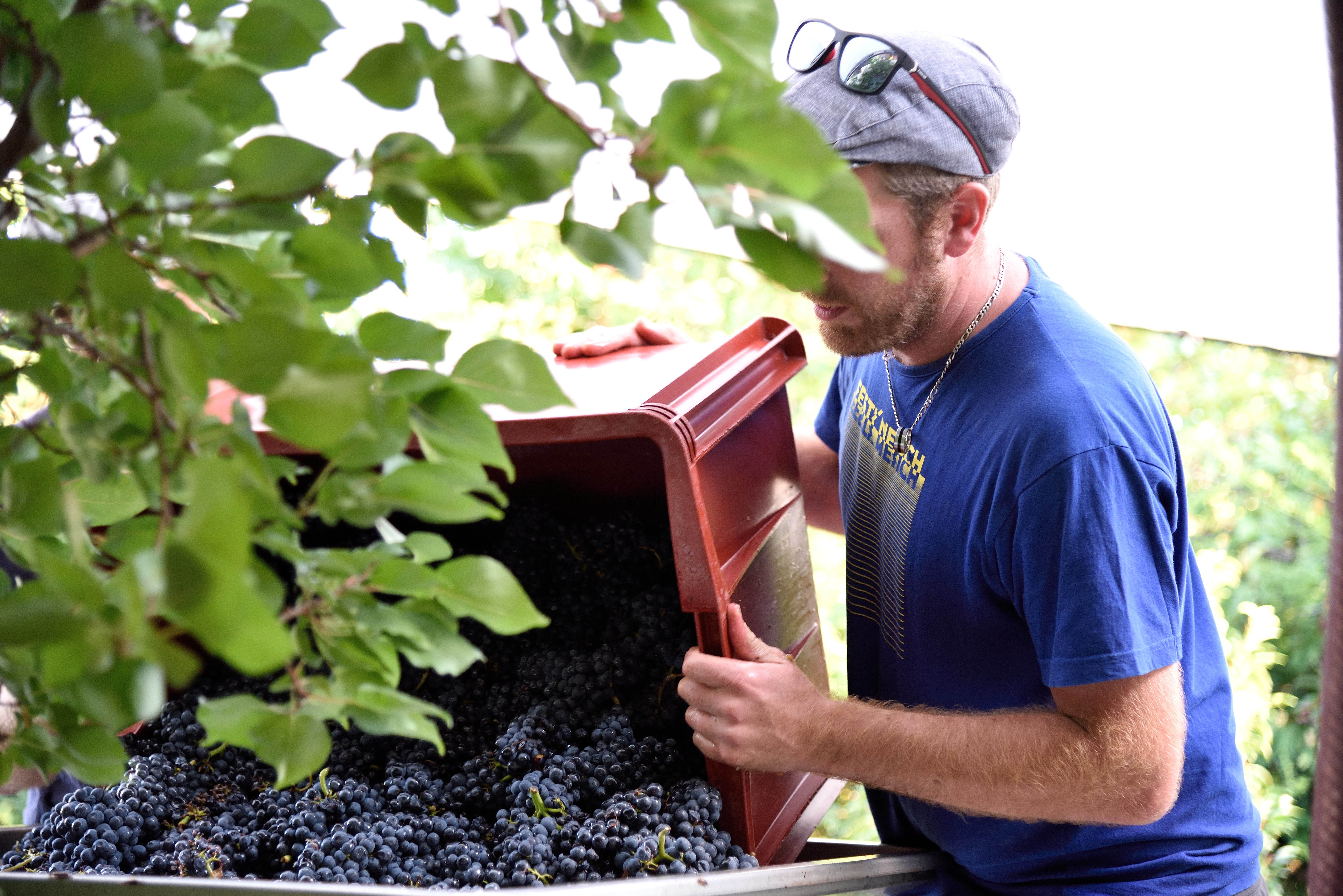 Vendanges 2018