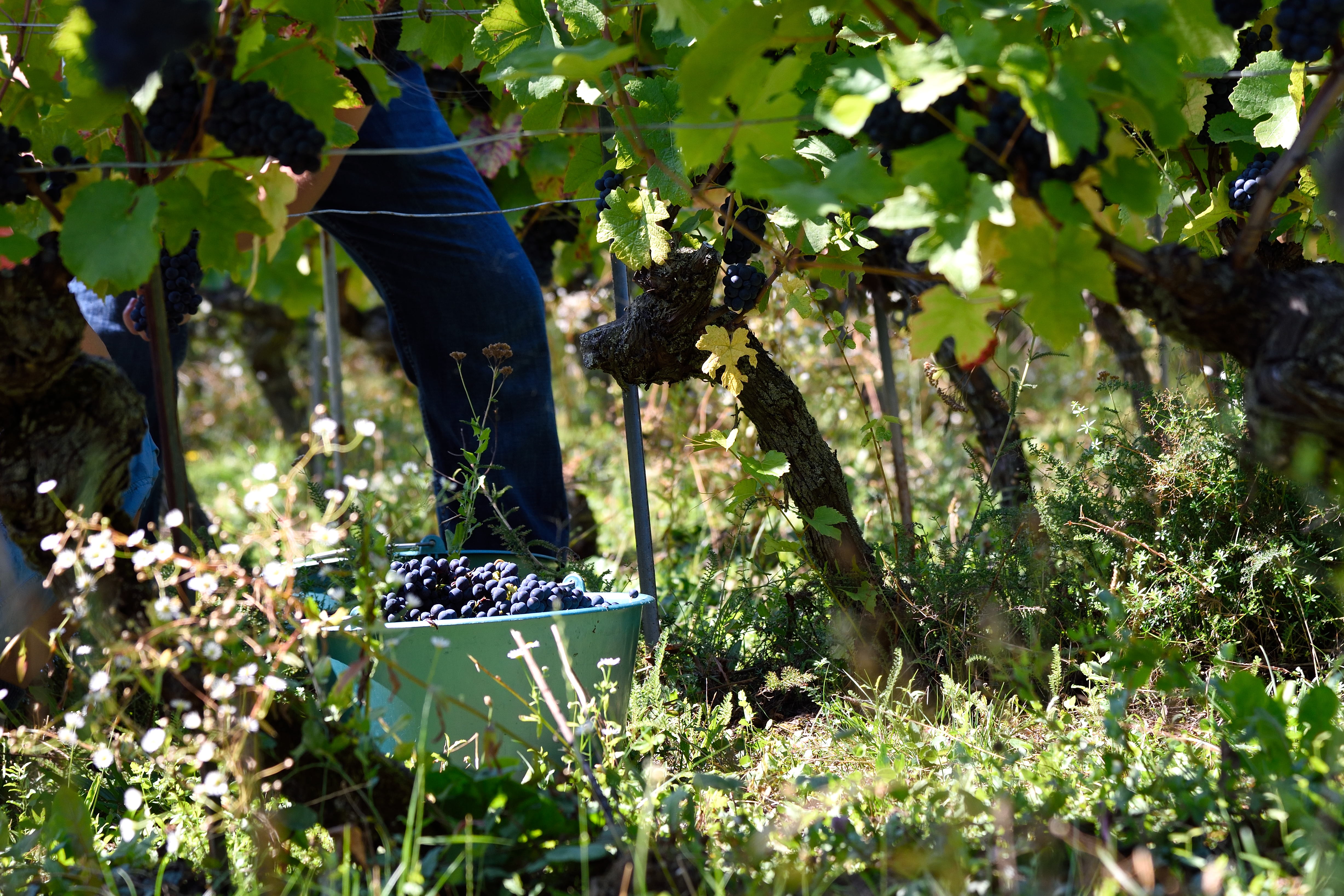 Vendanges 2018