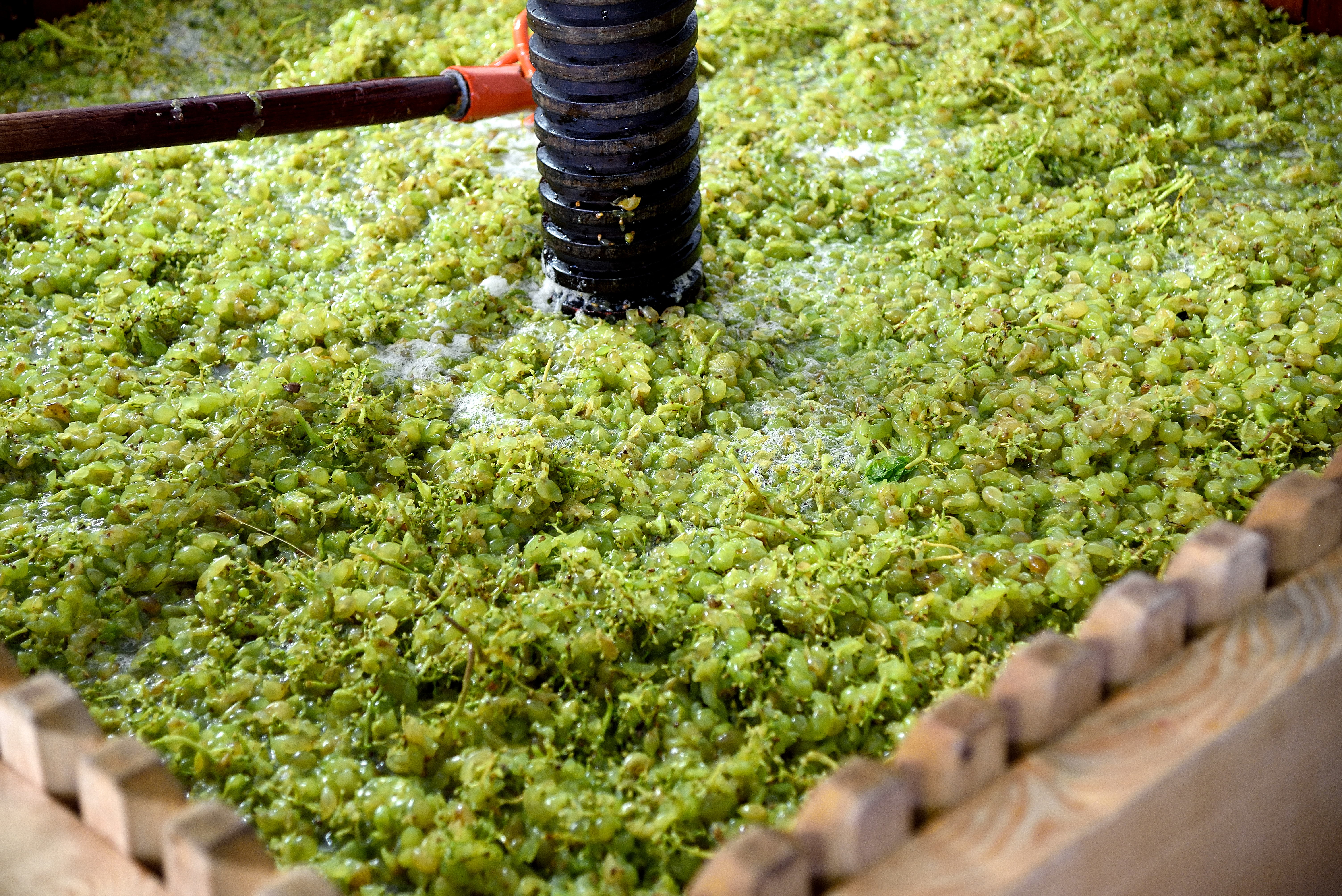Vendanges 2018