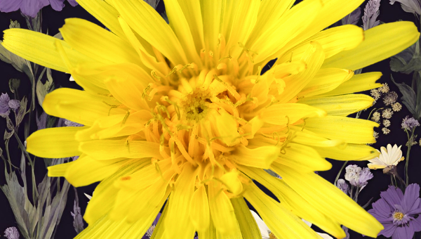 đ¸ QUICK START GUIDE: How to Take Flower Essences