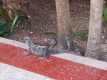 DSC_0010.JPG