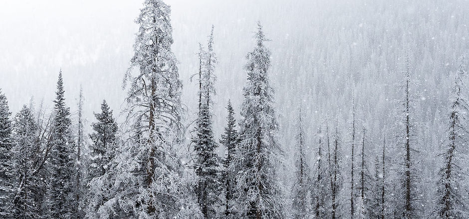Snowy Pines.jpg