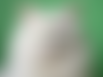Caring for Cats: ENPA Varese Valle Olona Adoption Guide