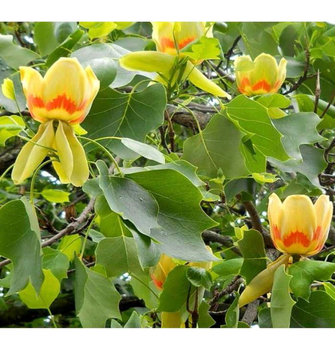 ЛИРИОДЕНДРОН ТЮЛЬПАНОВЫЙ С10