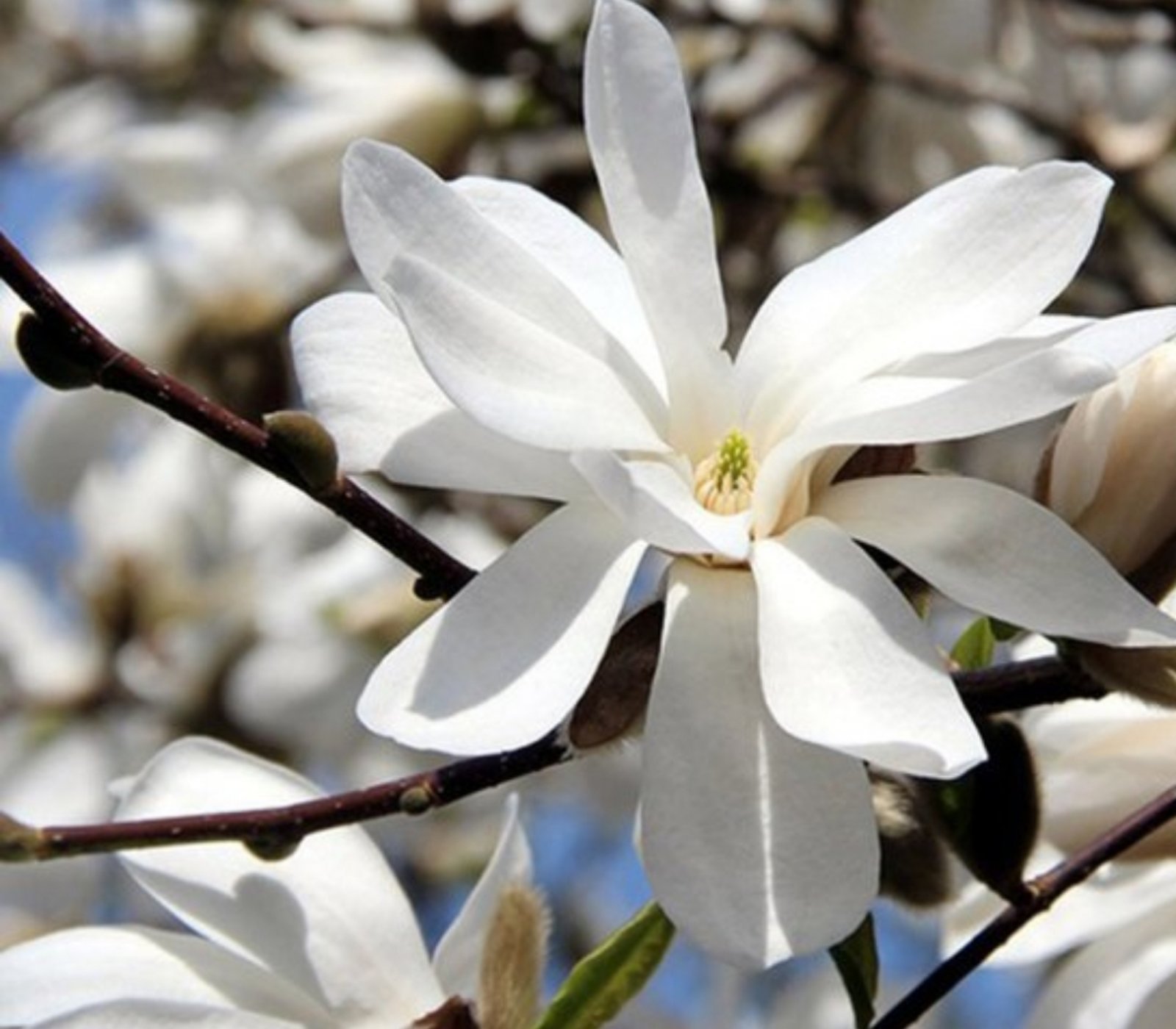 Magnolia Loebneri Mag S Pirouette Купить