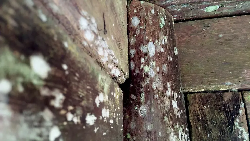 Mold Growth