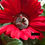 Thumbnail: Hummingbird!
