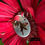 Thumbnail: Hummingbird!