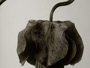 Understanding Body Basal Temperature (BBT) Charting and Why It’s Helpful