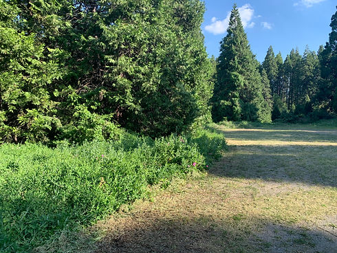 lower meadow.jpeg