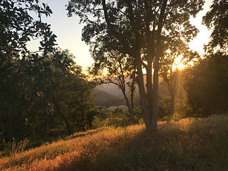 Sequoia Meadows 2.jpeg
