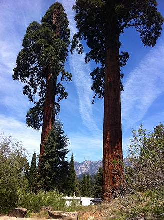 Sequoia Meadows 1.jpeg