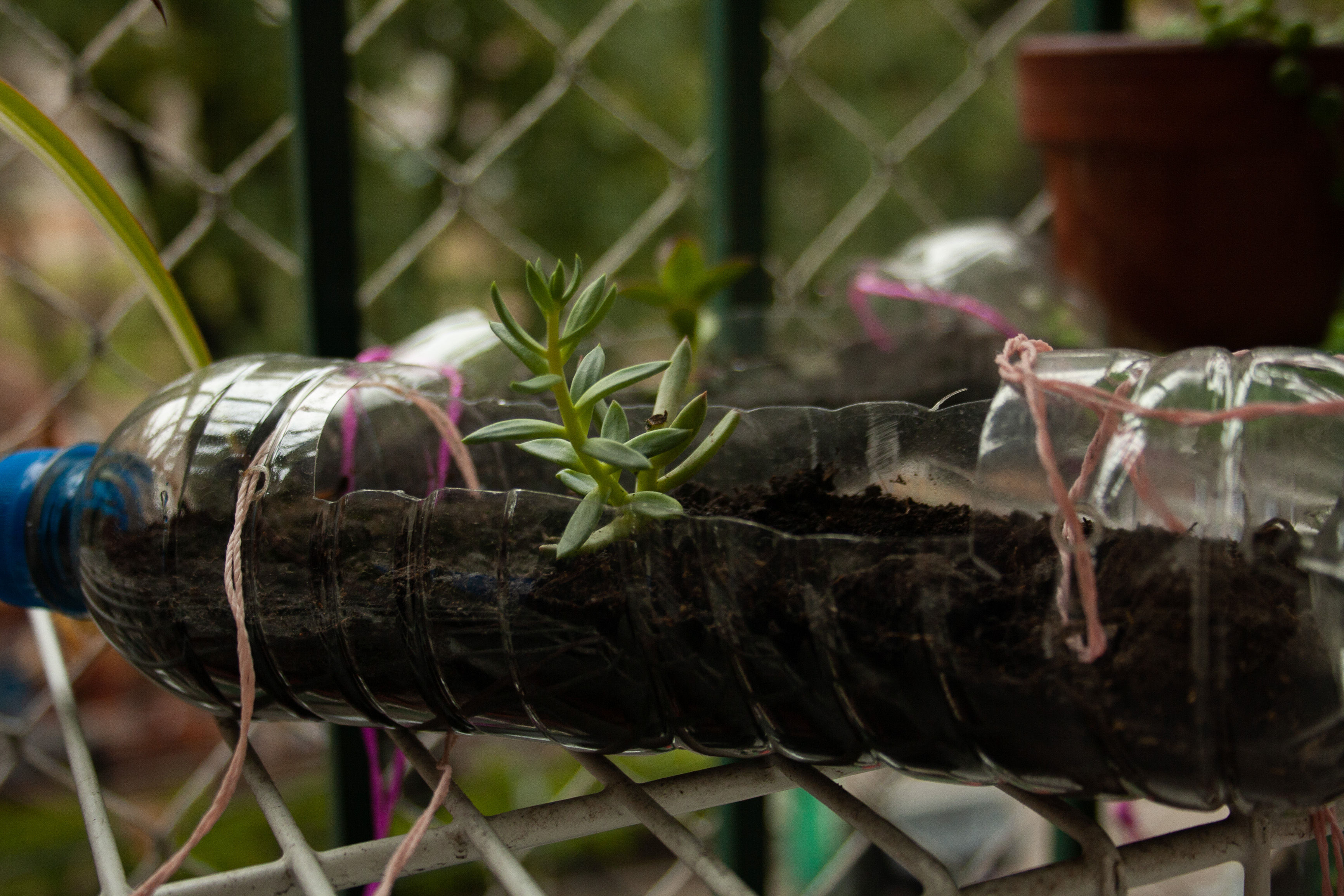 Planta suculenta en maceta reciclada