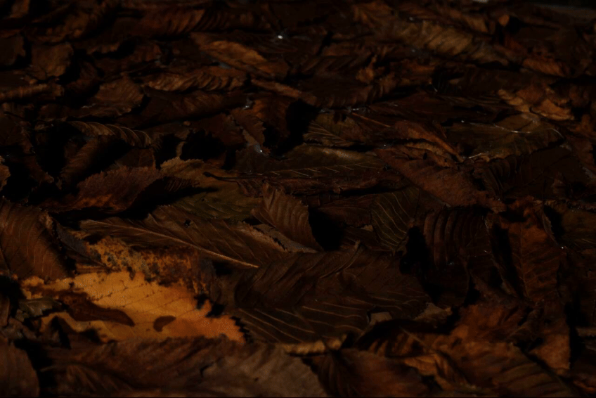 test1_edited.gif