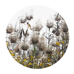 סביונים ונוצות עגול