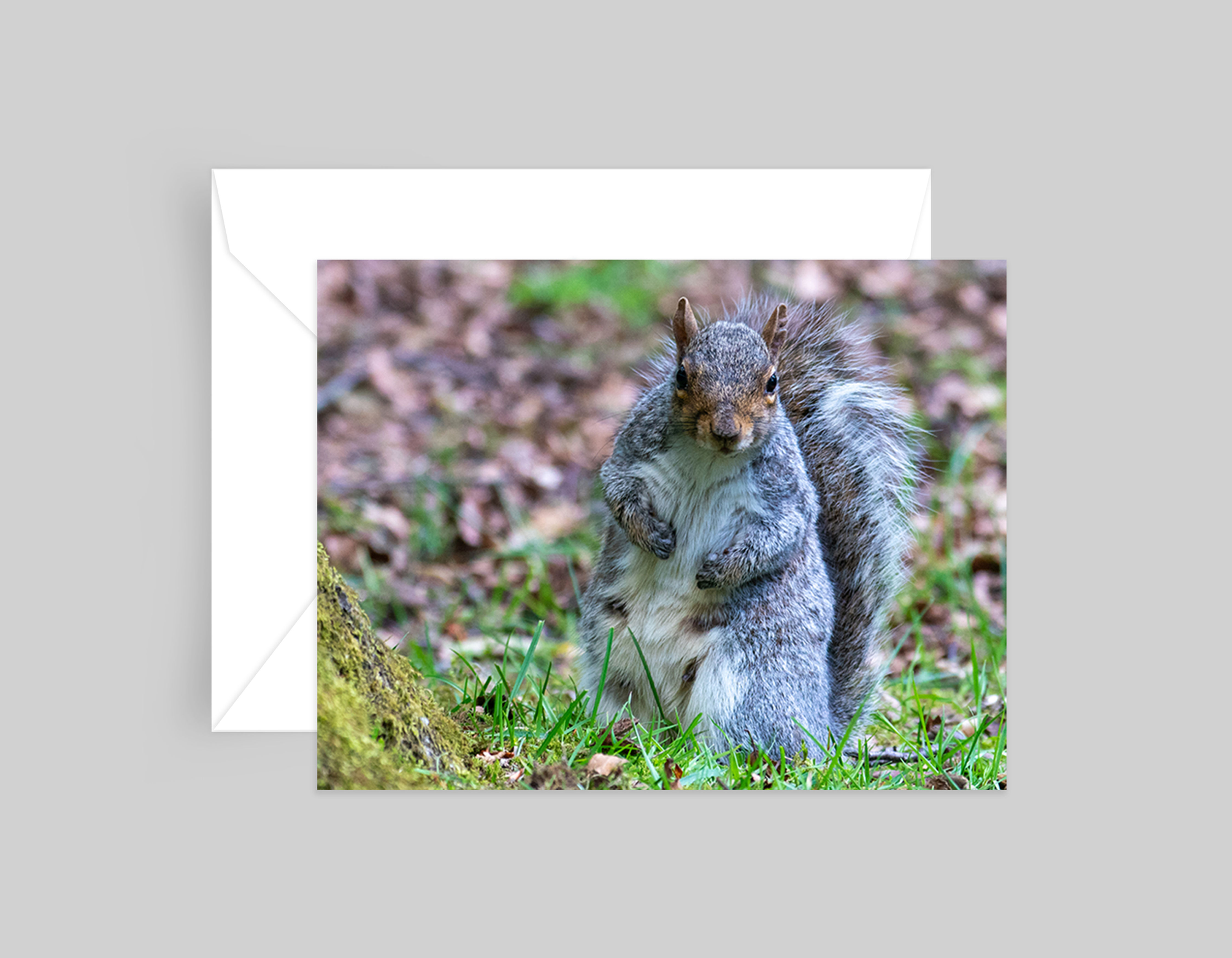 Boxing Grey Squirrel