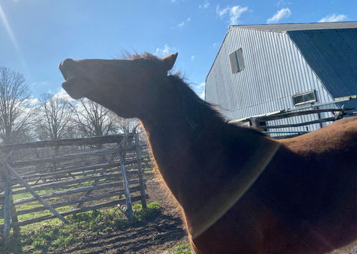 Our Wild Angel, Spring Rose