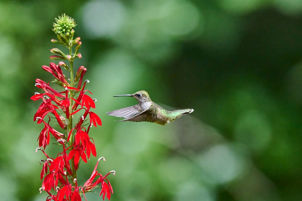 Cardinal Flower