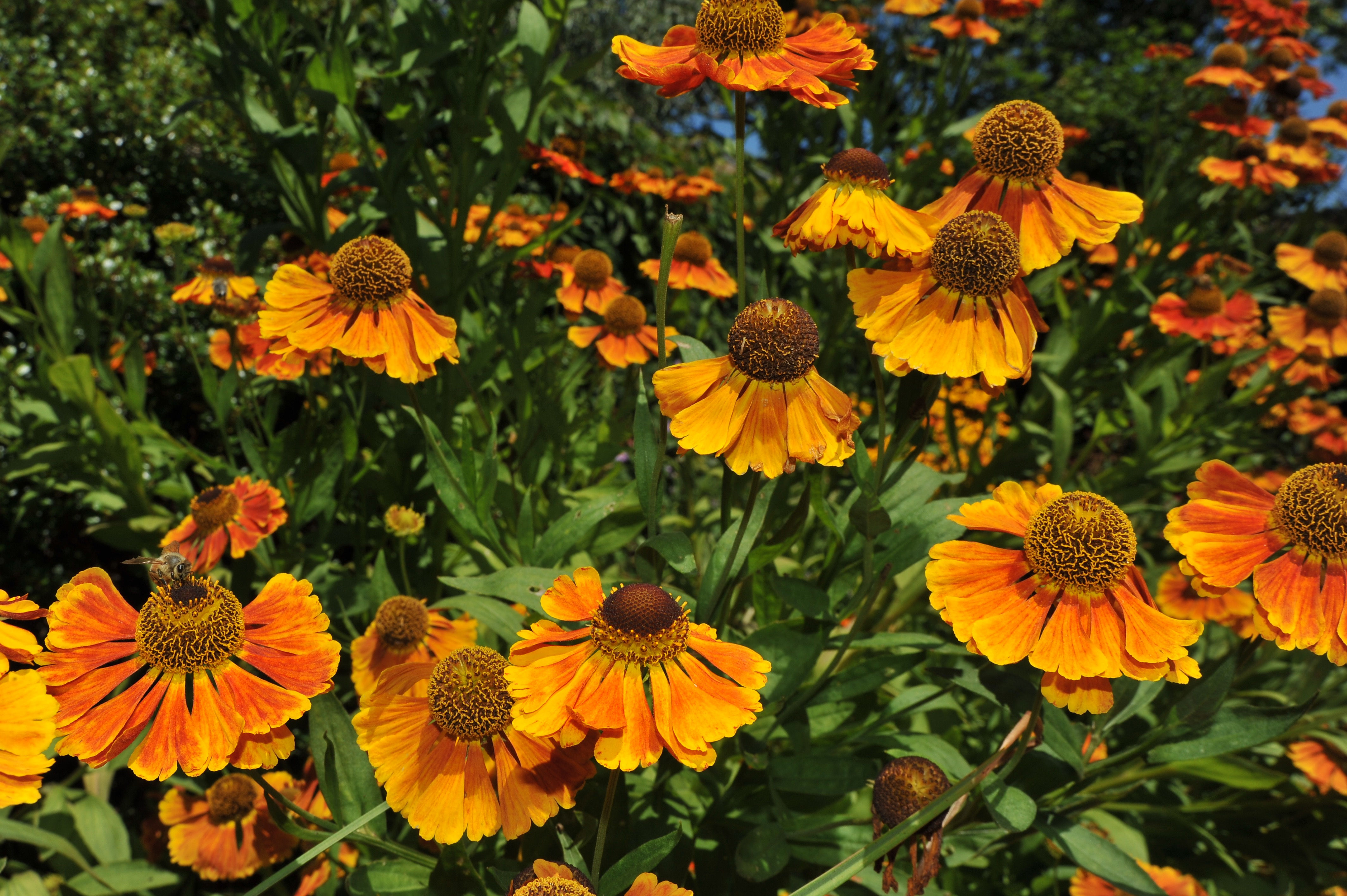 Helenium 'Mardi Gras'