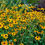 Thumbnail: Rudbeckia 'Goldsturm'