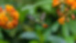 photorealistic-view-beautiful-hummingbird-its-natural-habitat.jpg