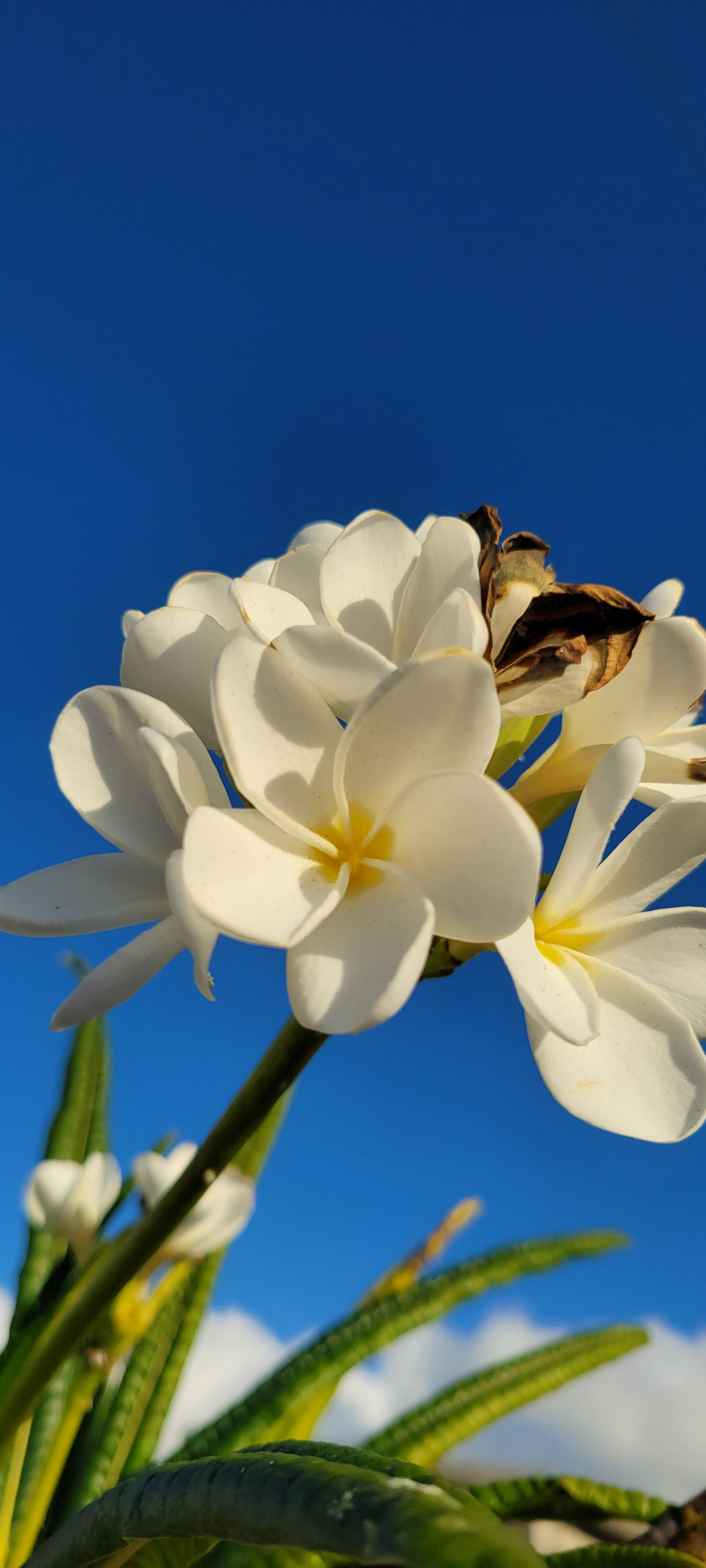 Flores y Comestibles