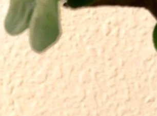cbd oil tree.jpg