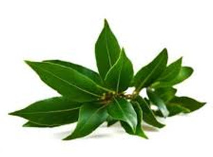 camphor.jpg