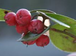 wintergree.jpg