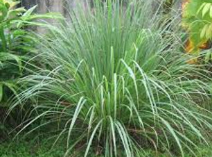 citronella.jpg