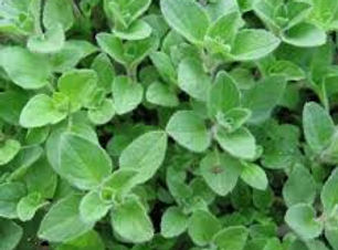 oregano.jpg