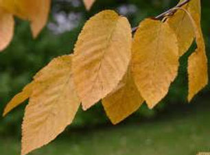 sweet birch.jpg