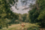 chevaux forêt