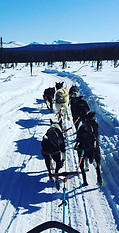 dog sledding.jpg
