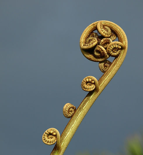 Koru vine image