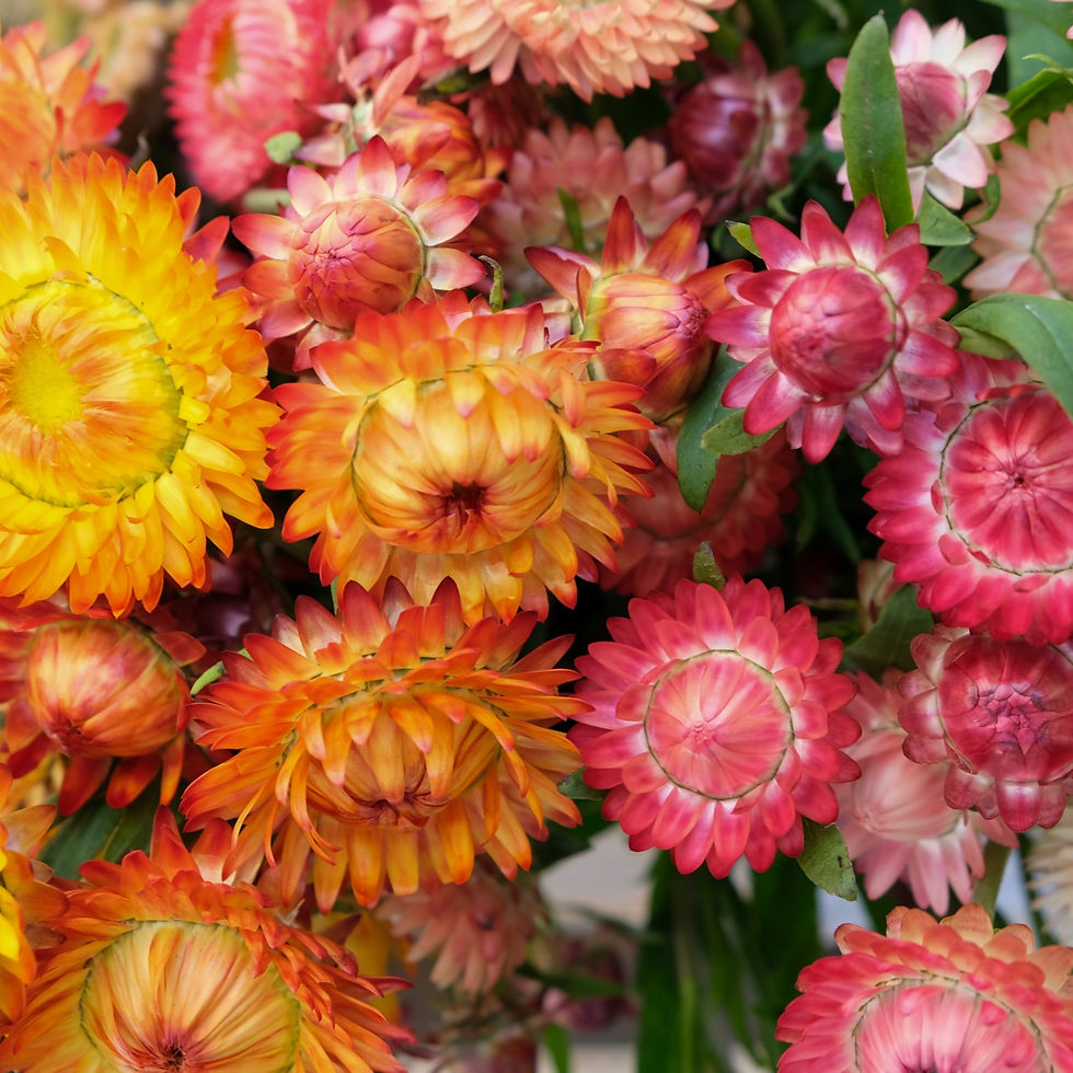 Blumen Kaufen Heute In Der Nähe Blumenpost: Saisonale Blumen bestellen