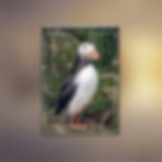 Thumbnail: 2025 A3 Calendar